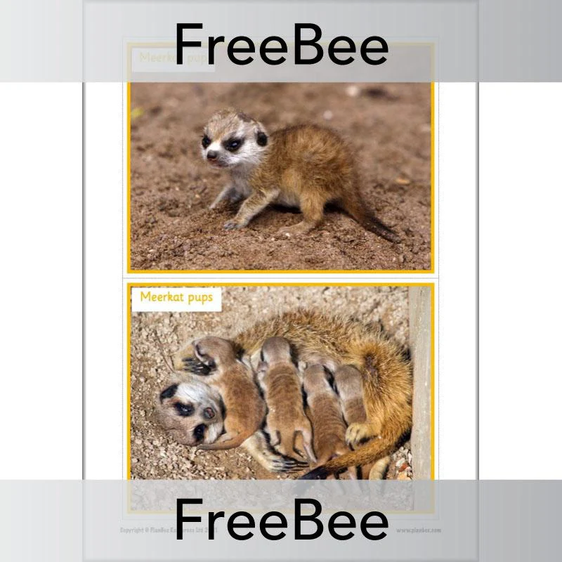 Meerkat Mail Display Pack - Image 15
