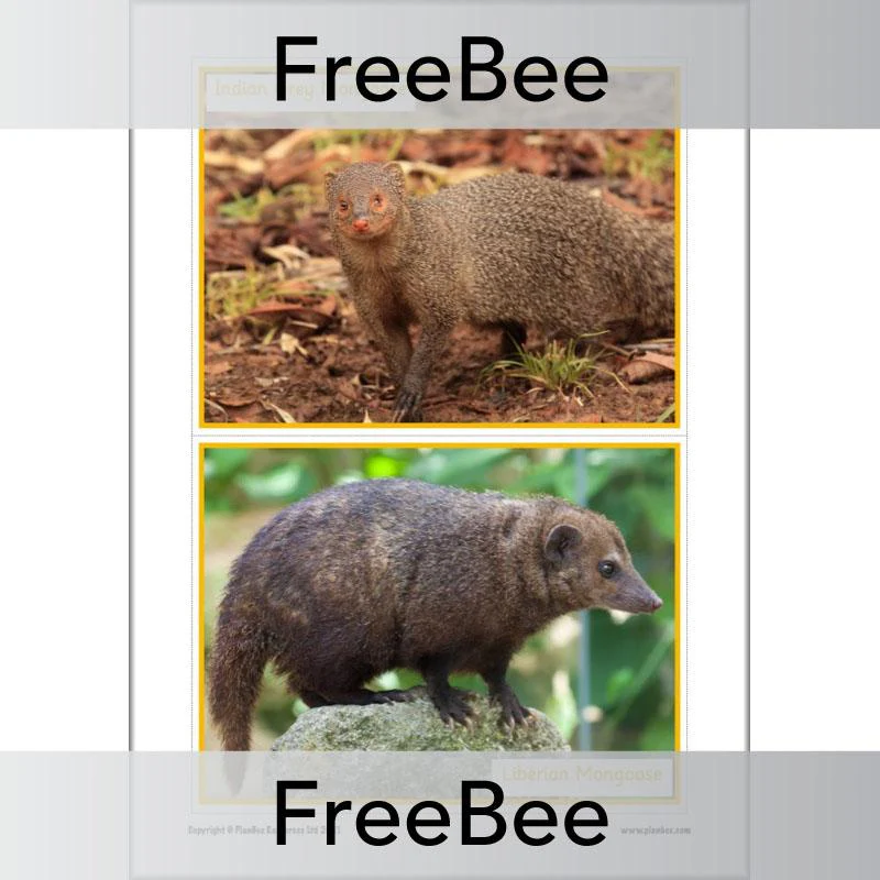 Meerkat Mail Display Pack - Image 9