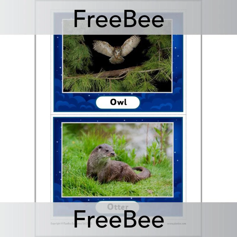Nocturnal Animals KS1 Cards