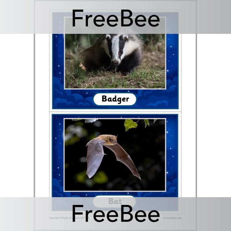 Nocturnal Animals KS1 Cards - Image 2