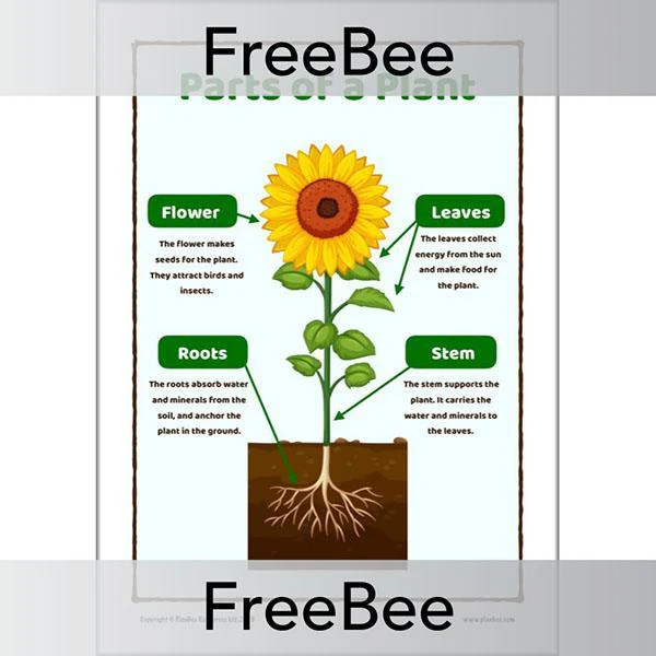 Parts of a Plant KS1 Worksheet and Poster