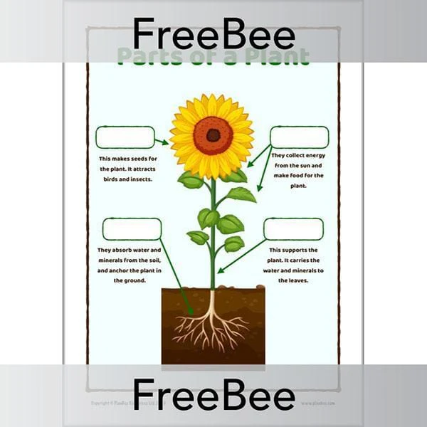 Parts of a Plant KS1 Worksheet and Poster - Image 2