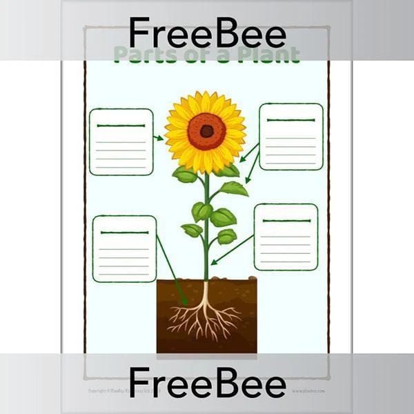 Parts of a Plant KS1 Worksheet and Poster - Image 3