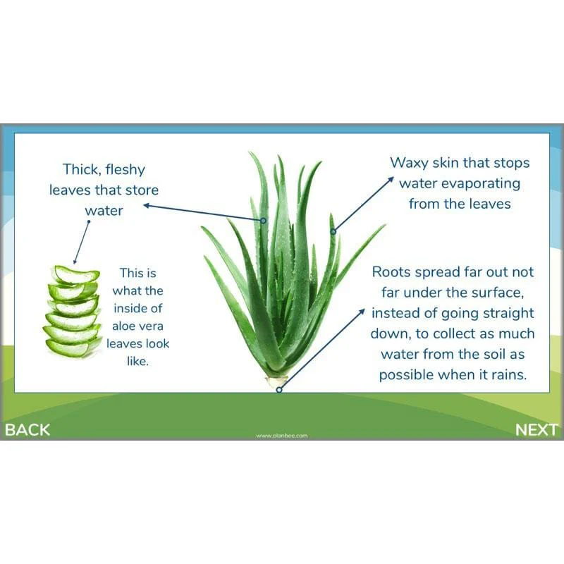 Plants of the World - Image 41