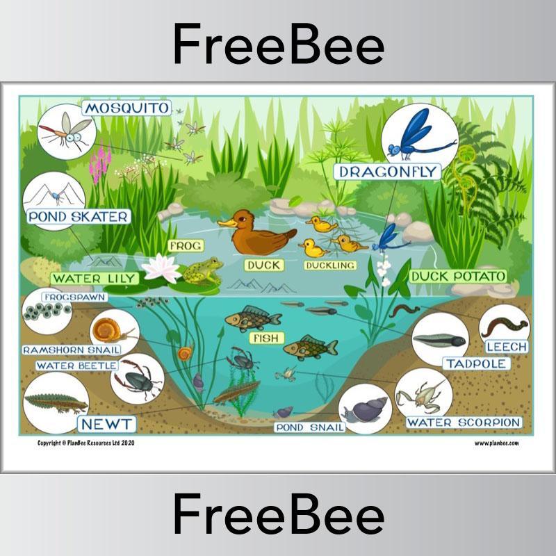 Pond Habitat KS1 Poster and Worksheet