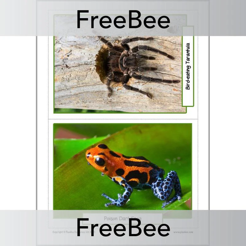 Rainforest Animals KS2 Picture Cards