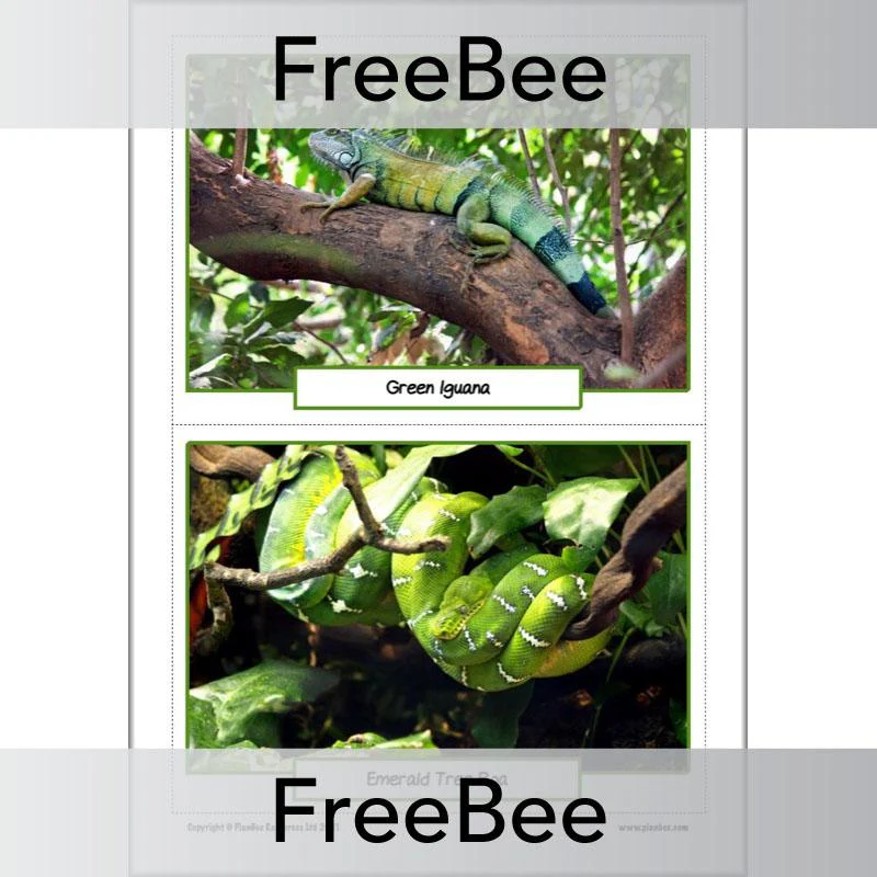 Rainforest Animals KS2 Picture Cards - Image 2