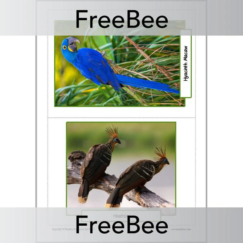 Rainforest Animals KS2 Picture Cards - Image 3