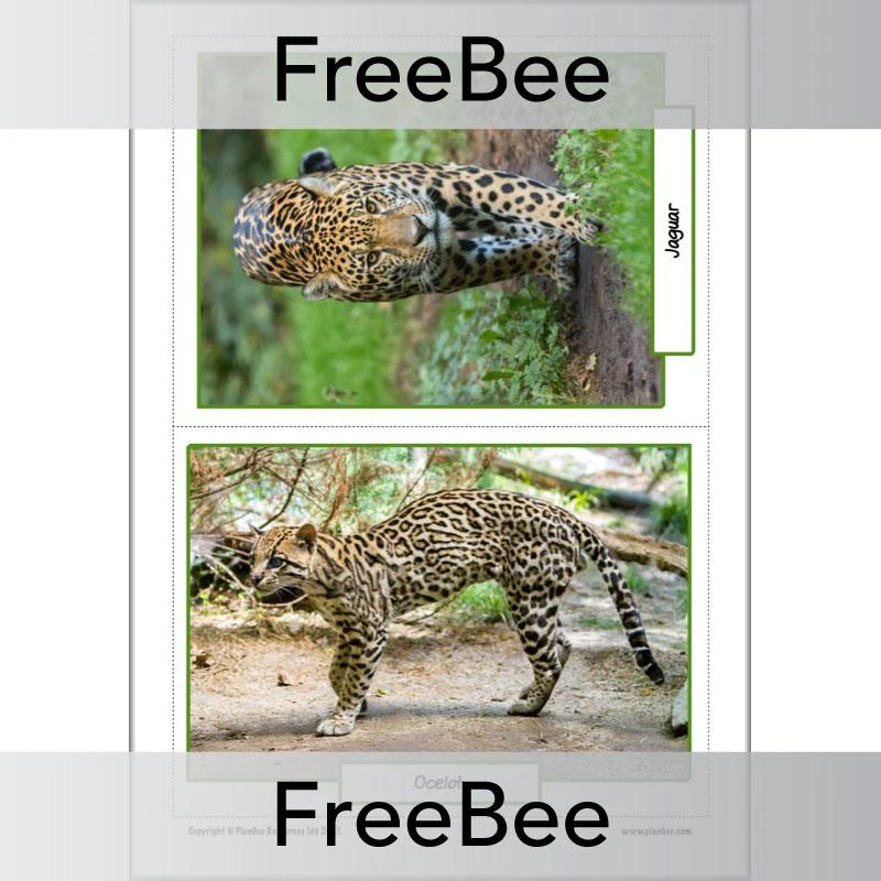 Rainforest Animals KS2 Picture Cards - Image 4