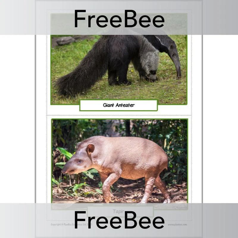 Rainforest Animals KS2 Picture Cards - Image 5