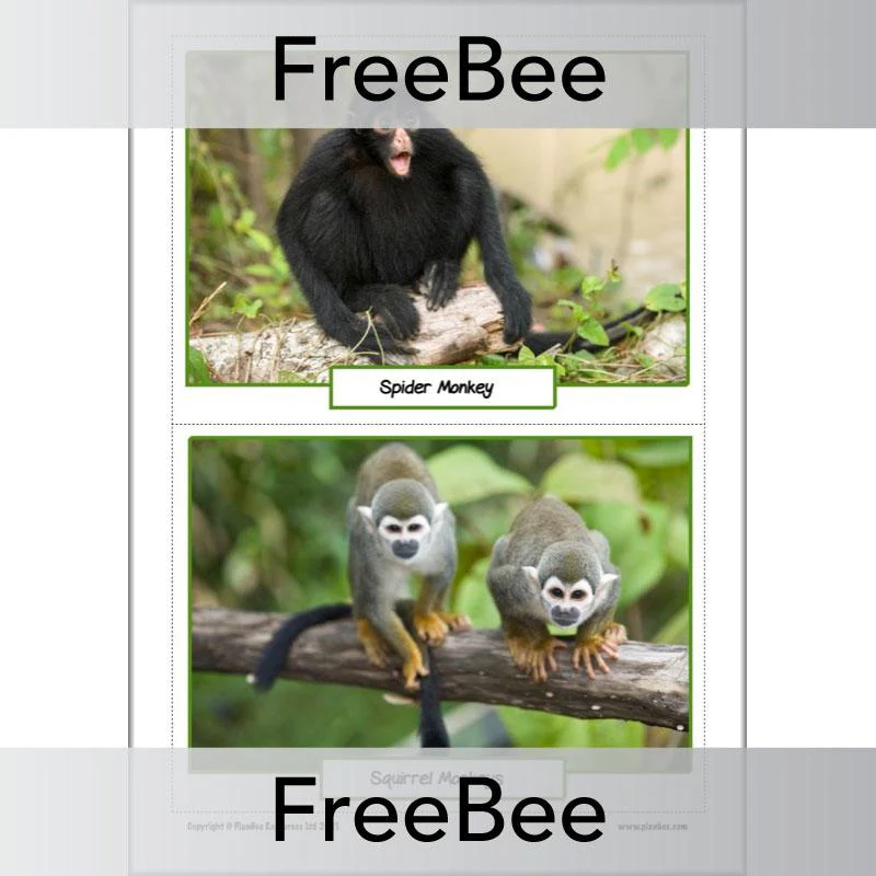 Rainforest Animals KS2 Picture Cards - Image 6