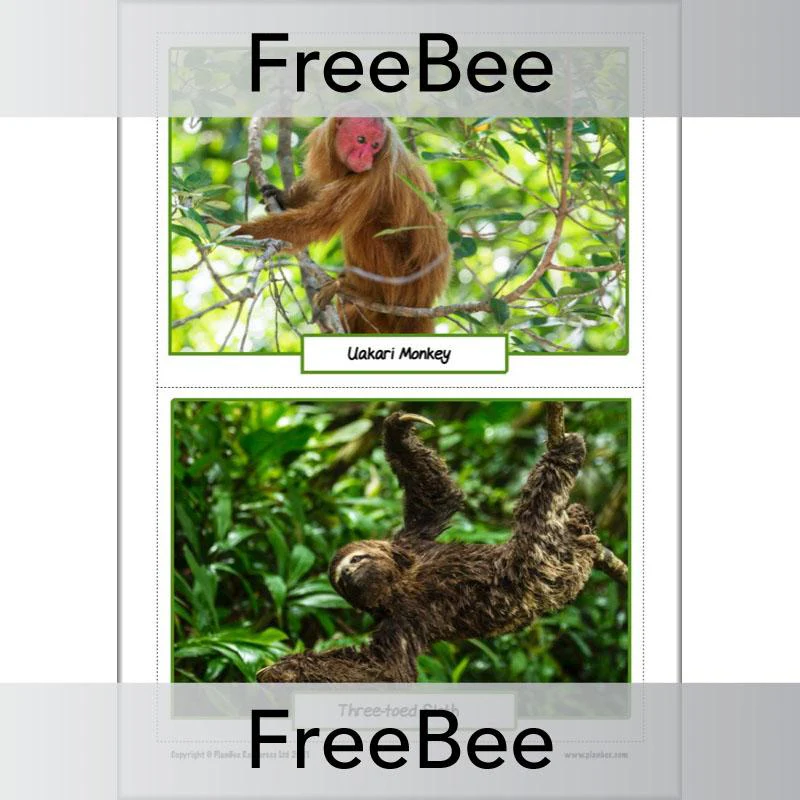 Rainforest Animals KS2 Picture Cards - Image 7