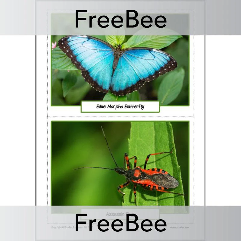 Rainforest Animals KS2 Picture Cards - Image 8
