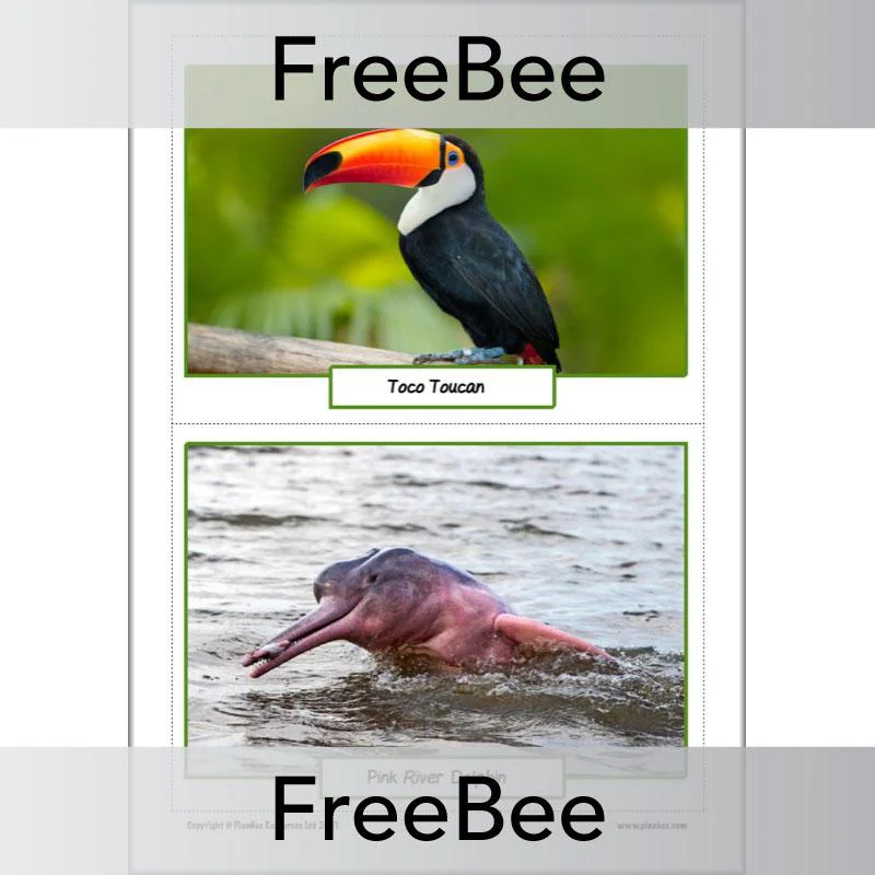 Rainforest Animals KS2 Picture Cards - Image 9