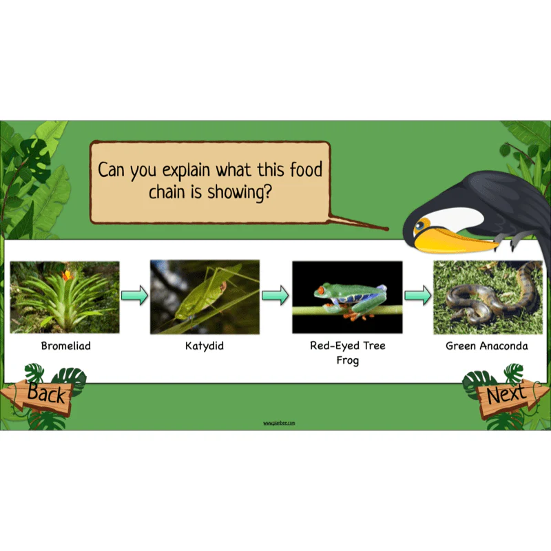 Rainforest Habitats - Image 12