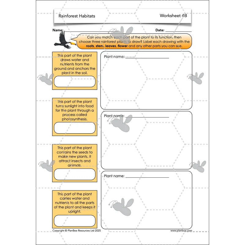 Rainforest Habitats - Image 13