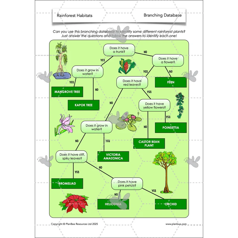 Rainforest Habitats - Image 14