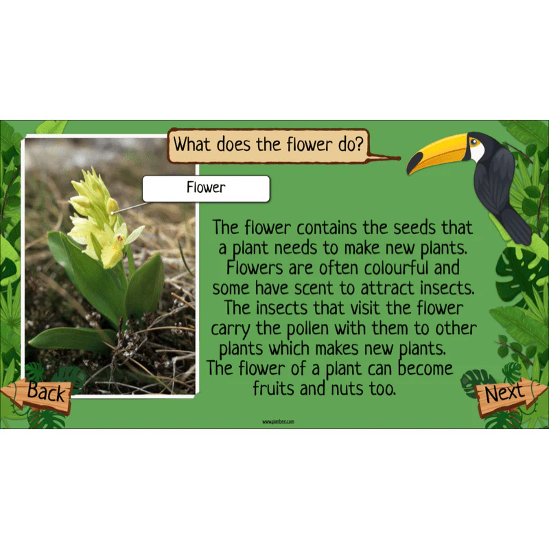 Rainforest Habitats - Image 20