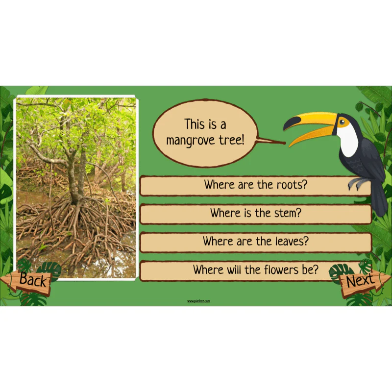Rainforest Habitats - Image 22