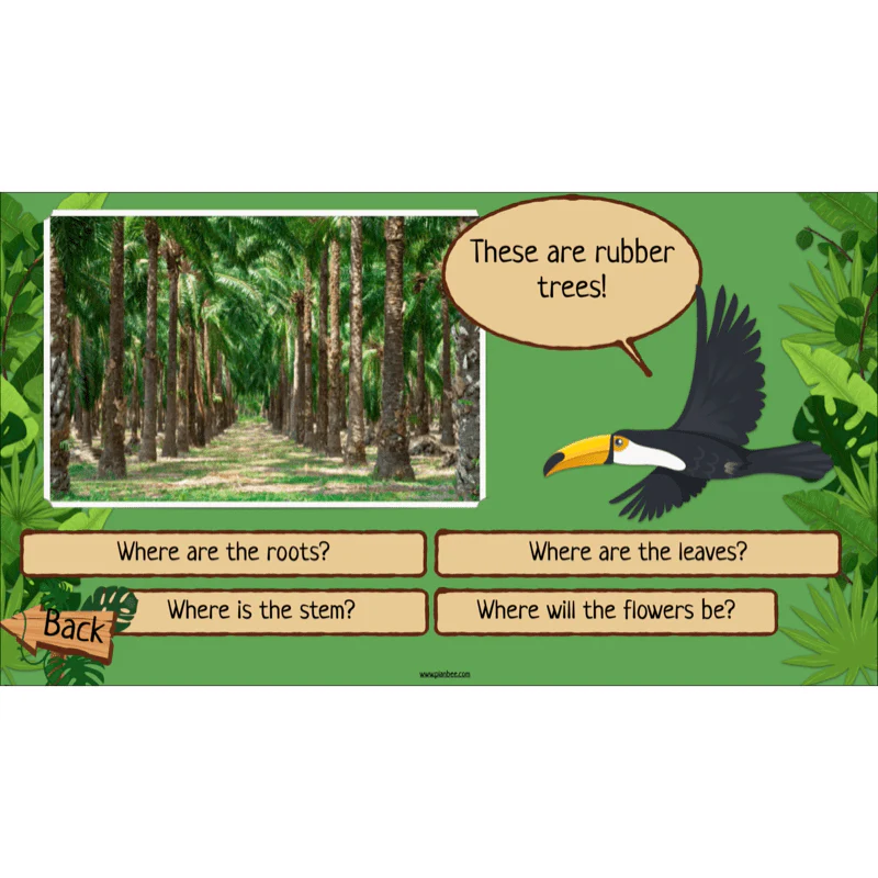 Rainforest Habitats - Image 23