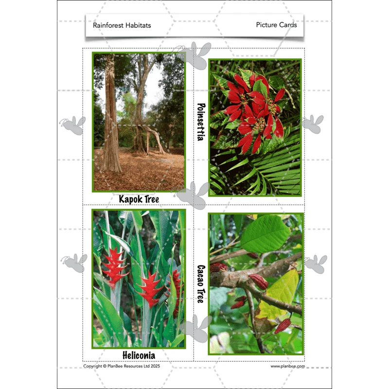 Rainforest Habitats - Image 25