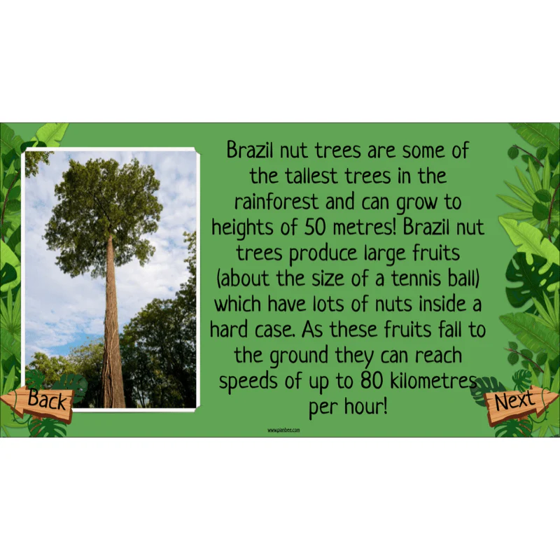 Rainforest Habitats - Image 29