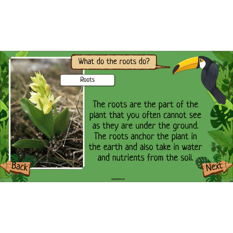 Rainforest Habitats - Image 3