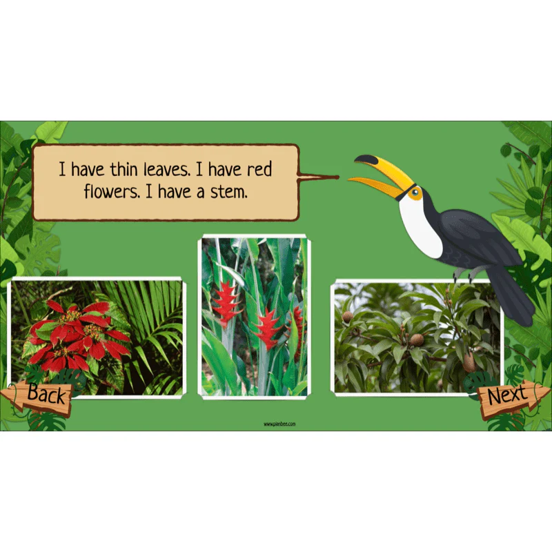 Rainforest Habitats - Image 31