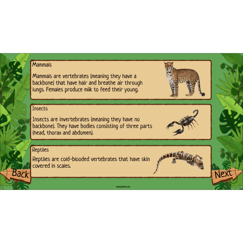 Rainforest Habitats - Image 37