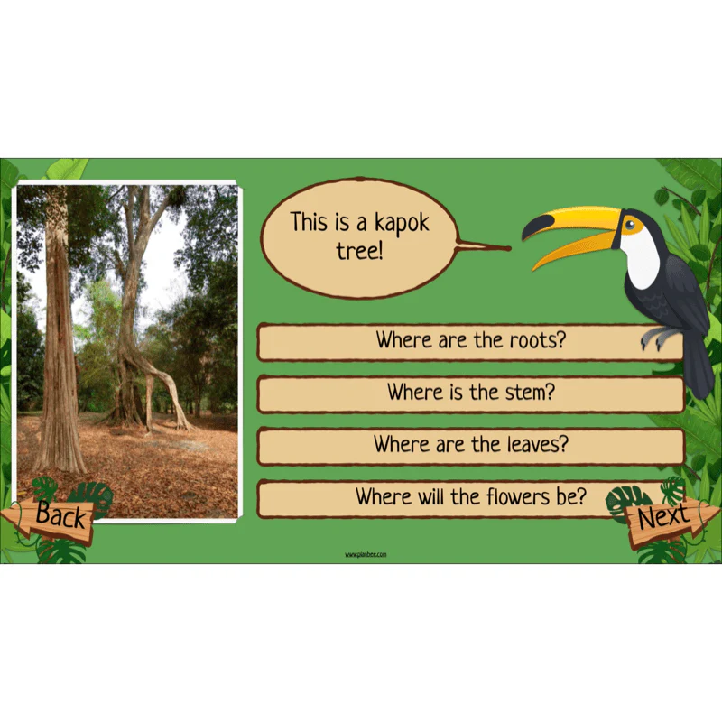 Rainforest Habitats - Image 4