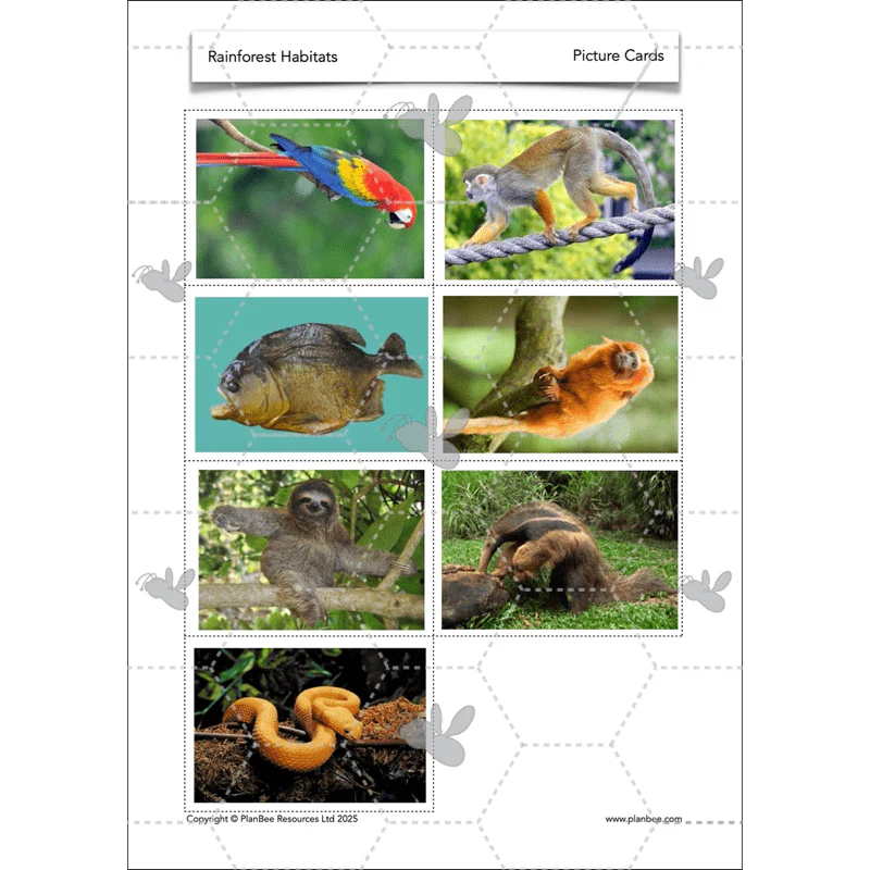 Rainforest Habitats - Image 42