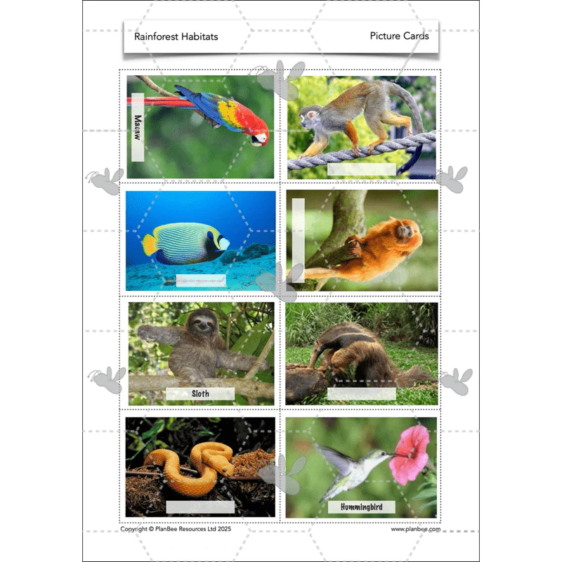 Rainforest Habitats - Image 49