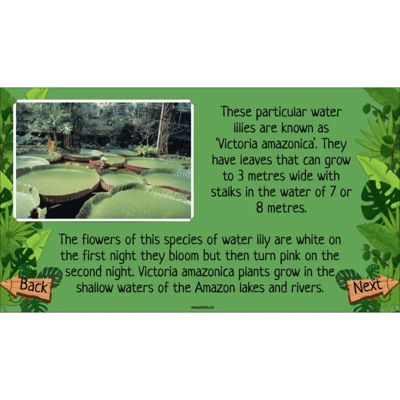 Rainforest Habitats - Image 5