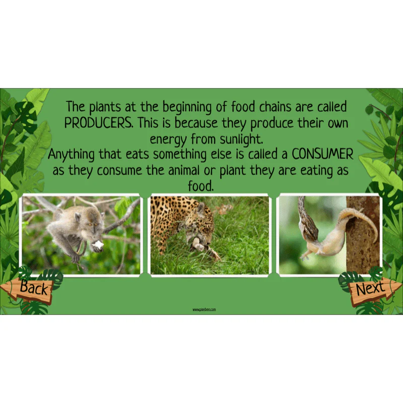 Rainforest Habitats - Image 53