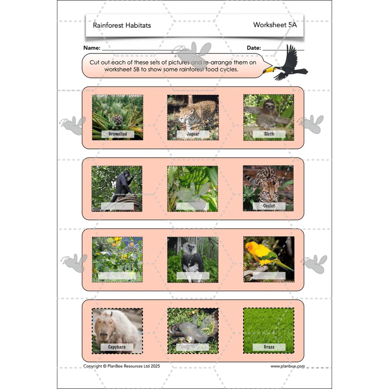 Rainforest Habitats - Image 56