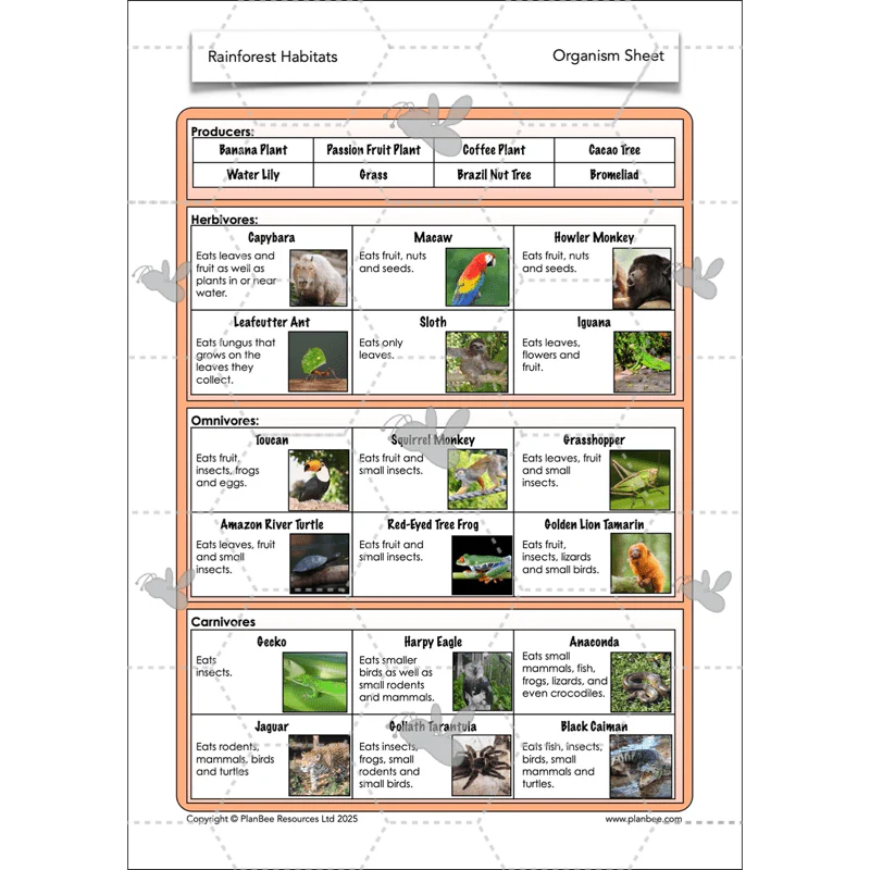 Rainforest Habitats - Image 58
