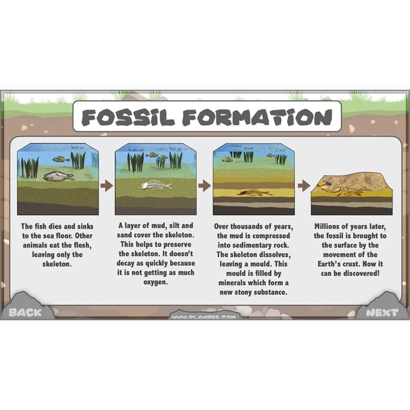 Rocks, Fossils and Soils - Image 65