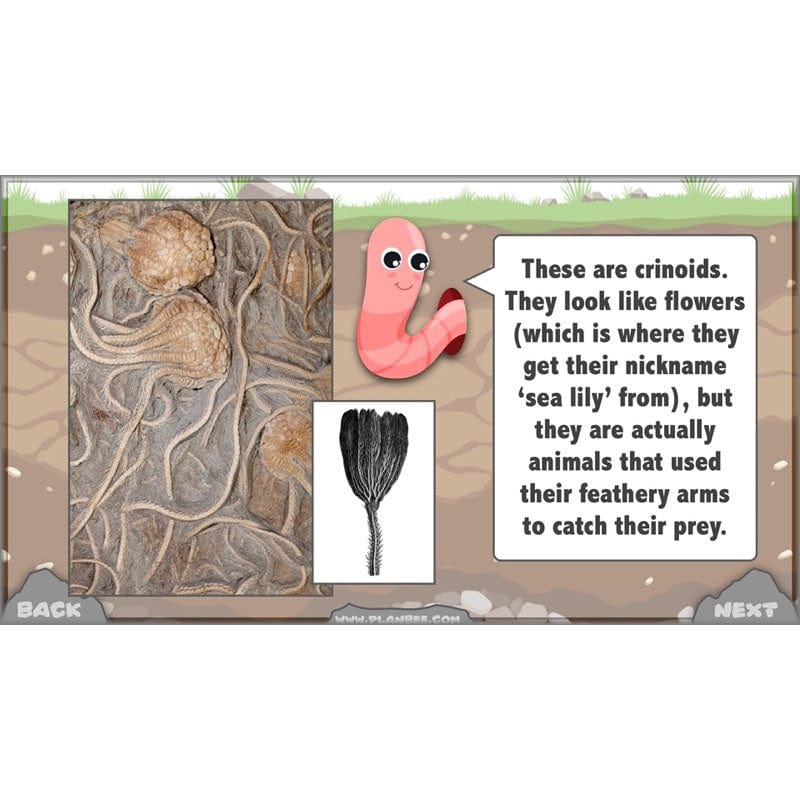 Rocks, Fossils and Soils - Image 73
