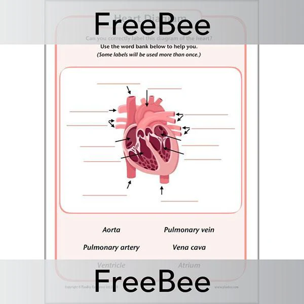 Simple Heart Diagram - Image 4