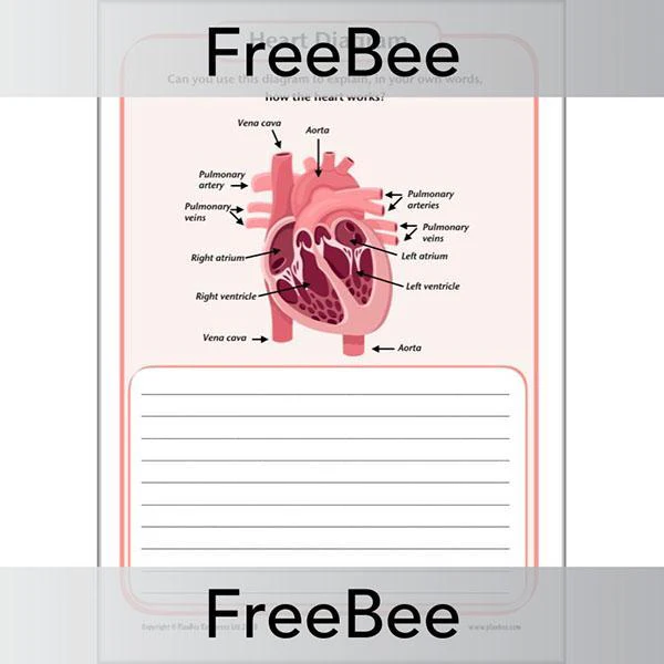 Simple Heart Diagram - Image 5
