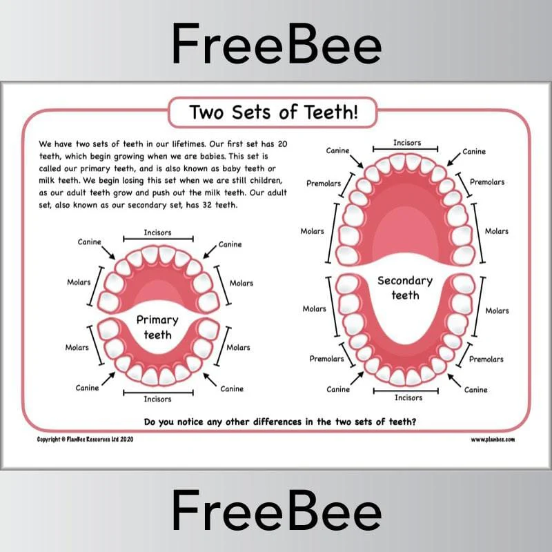 Teeth Diagram KS2