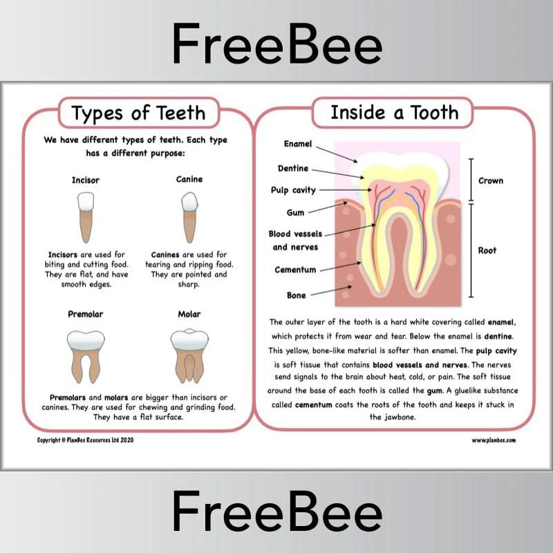 Teeth Diagram KS2 - Image 2