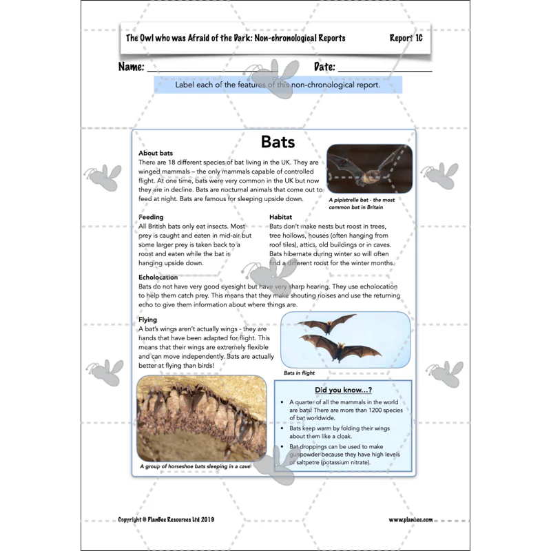 The Owl who was Afraid of the Dark: Non-chronological Reports - Image 22