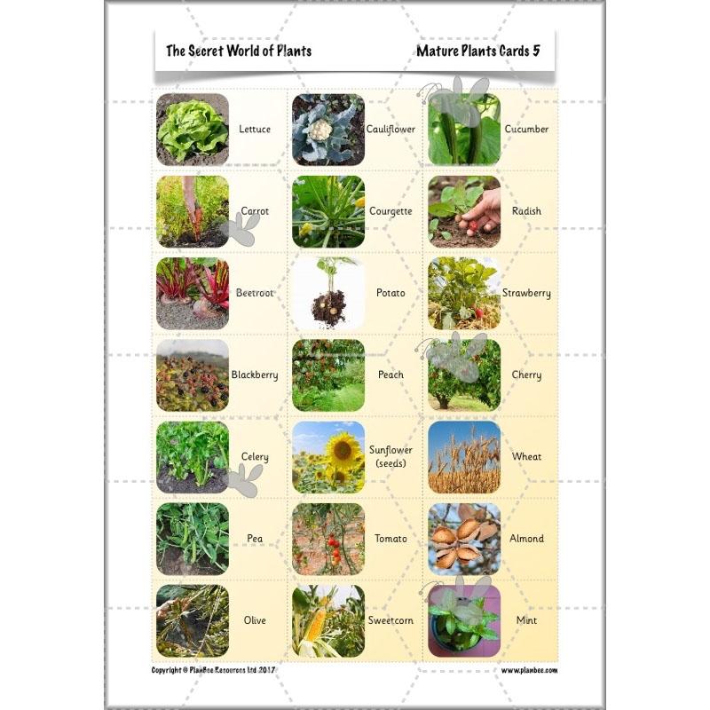 The Secret World of Plants - Image 4