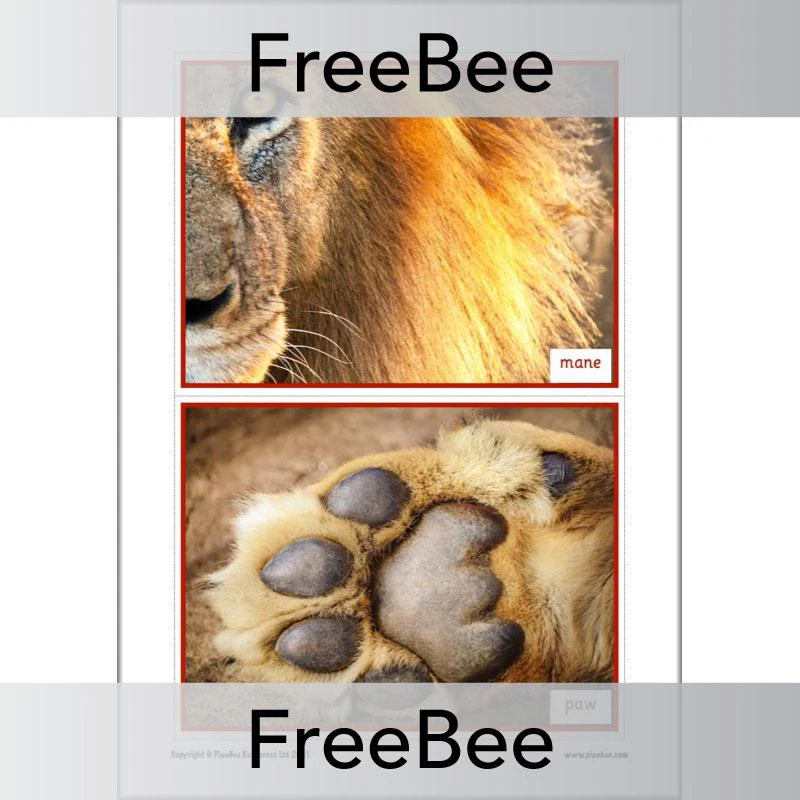 We're Going on a Lion Hunt Display Pack