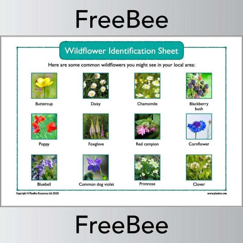 Wildflower Identification Sheet
